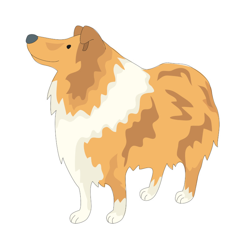 Collie Dog Illustration